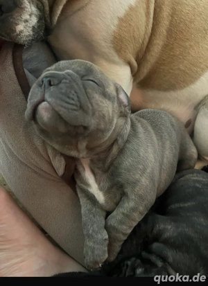 französische bulldogge