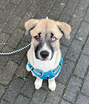 Boxer,Husky Mix Welpen