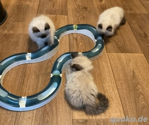 heilige Birma Kitten m w