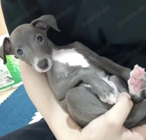 Niedliche italienische Windhundwelpen abzugeben.