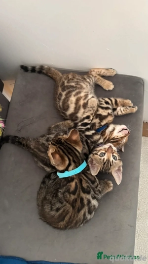 Wunderschöne reinrassige Bengalkätzchen