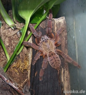Vogelspinnen 