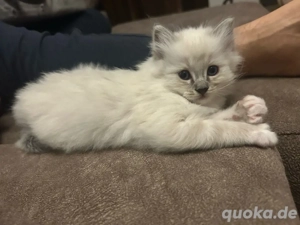 Heilige Birma Kitten München