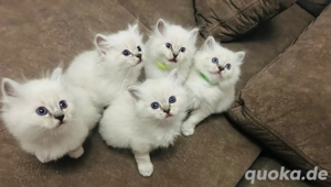 Heilige Birma Kitten Weihnachtswurf