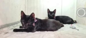 Batman & Robin Besondere Lackfellchen suchen besondere Familie