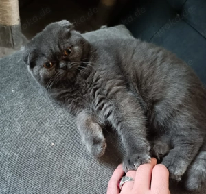 Katze sucht neues Zuhause 