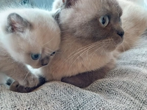 Zuckersüsse und liebevolle BKH Blue Point, weisse Wuschels mit blauen Augen....
