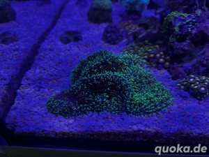 Meerwasser Rhodactis Scheibenanemone 