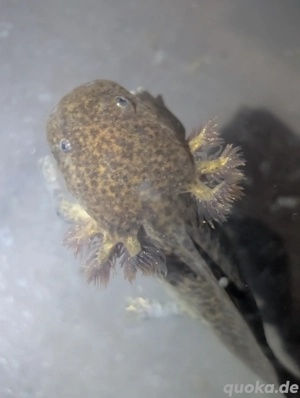 Axolotl Jungtiere Einzigartige Farbmuster 