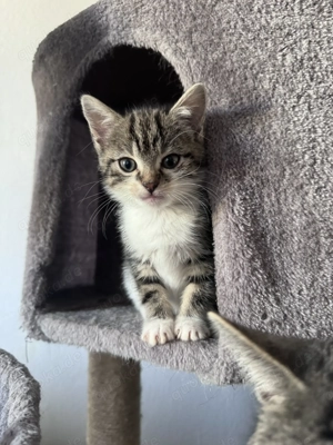 Katzenbabys suchen ein neues zuhause