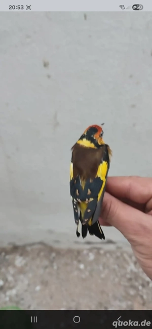 Stieglitz parva gelb 