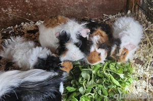 Meerschweinchen Lunkarya Babys