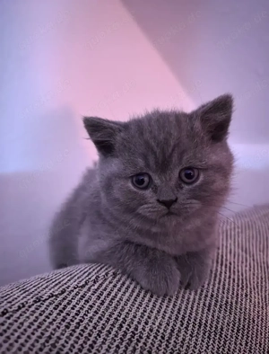 Zwei wunderschöne British-Kitten. Nur gemeinsam abzugeben