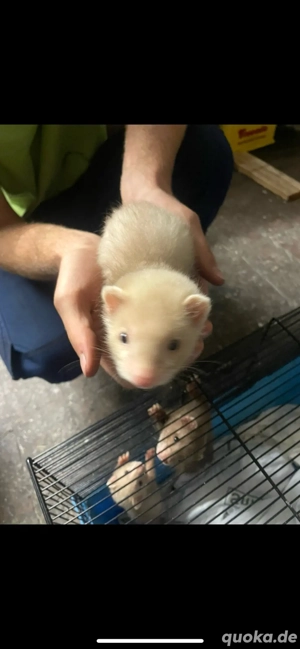 Frettchenjunge Bild 2