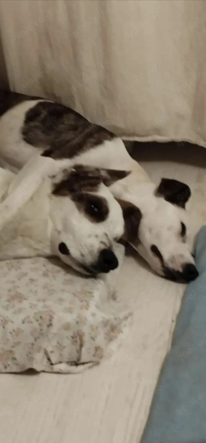 Chanel z.Zt. in Ungarn eine quirliger Welpe