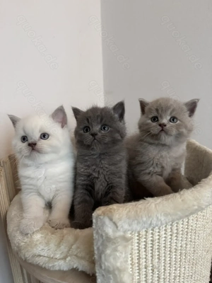 BKH Kitten   Kätzchen