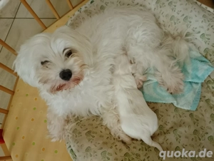 Maltipoo Welpen zu verkaufen