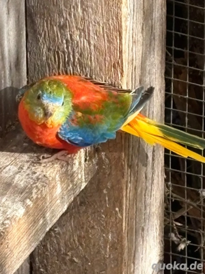 Schönsittich abzugeben