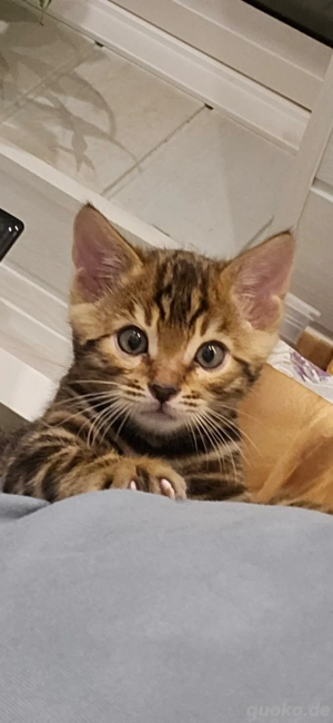 Bengal Kitten 