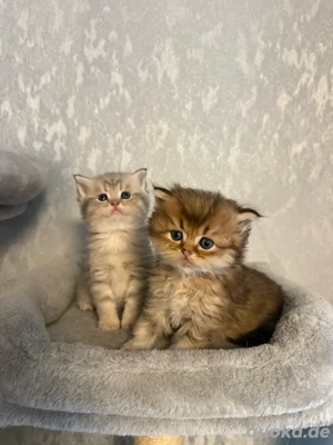 BKH Kitten black golden shaded