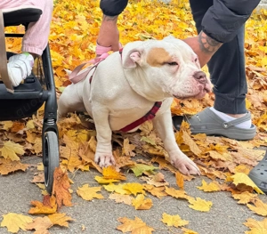 Bonita sucht ein neues zuhause