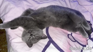 Britisch Kurzhaar Kitten 