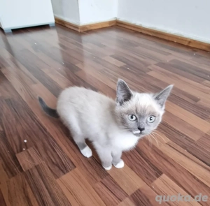 Britisch Kurzhaar Kitten   Blue Point, 3 Monate alt