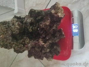 Lebende Steine Meerwasser Riffgestein