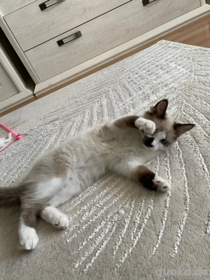Ragdoll Kater Kätzchen 