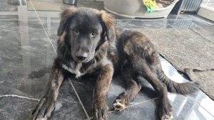 Welpen suchen ein neues zuhause 