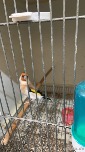 Verschieden Stiglitz Mutationen zur Abgabe