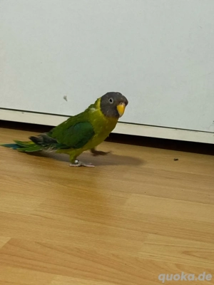 Pflaumenkopfsittiche