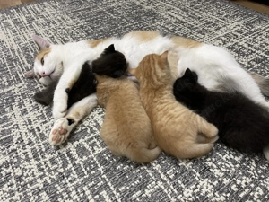 Katzenbabys