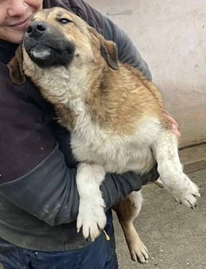 Luce   Junghund mit Traumcharacter Bild 2