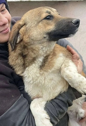 Luce   Junghund mit Traumcharacter Bild 3