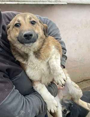 Luce   Junghund mit Traumcharacter Bild 4