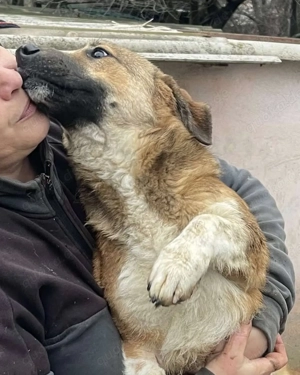 Luce   Junghund mit Traumcharacter Bild 5