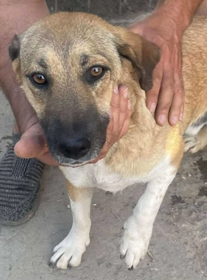 Luce   Junghund mit Traumcharacter Bild 6