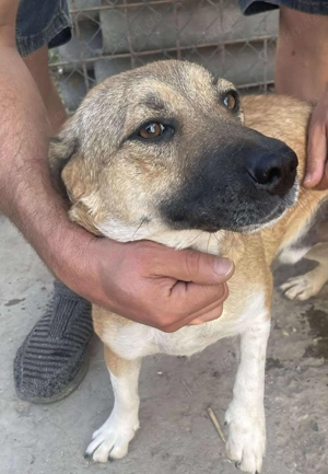 Luce   Junghund mit Traumcharacter Bild 8