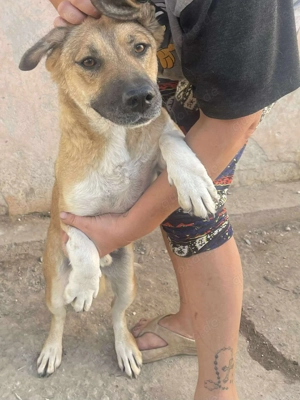 Luce   Junghund mit Traumcharacter Bild 10