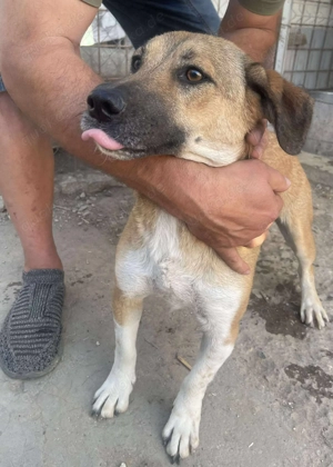 Luce   Junghund mit Traumcharacter Bild 9