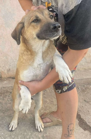 Luce   Junghund mit Traumcharacter Bild 7