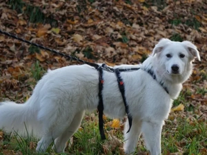 Baba sucht ihr Zuhause