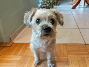 Amber sucht ihr Zuhause