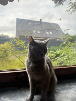 Bkh katze zu verkaufen