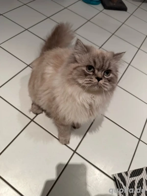 Wunderschöne Perserkatze abzugeben