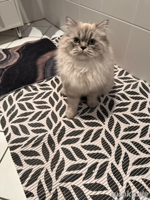    Süße kleine Perserkatze sucht ein liebevolles Zuhause 