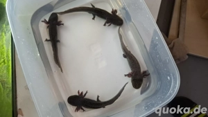 Axolotl von 03 25 Wildfarben