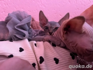 Sphynx Kitten abzugeben