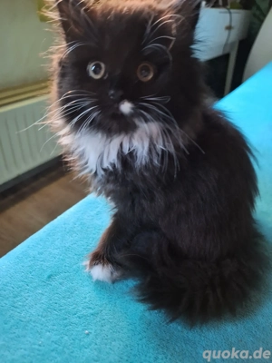 BLH Kätzchen abgabebereit